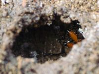 Carabus (Carabus) granulatus