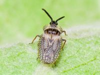 Dictyonota strichnocera