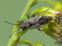 Nysius ericae