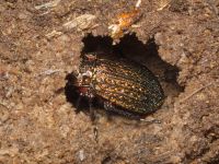 Carabus (Carabus) granulatus