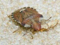 Dyroderes umbraculatus