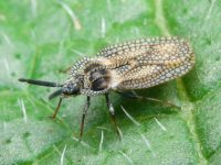 Dictyonota strichnocera