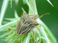 Ancyrosoma leucogrammes