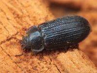 Grynocharis oblonga