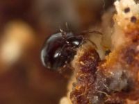 Arachnida