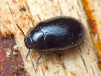 Platydema violaceum