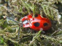 Endomychus coccineus