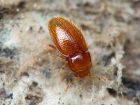 Mycetaea subterranea