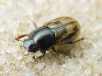 Aphodius