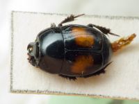 Margarinotus bipustulatus