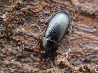Oodes helopioides