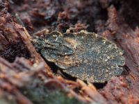 Aradus distinctus