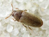 Aulonothroscus brevicollis