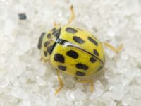 Propylea quatuordecimpunctata