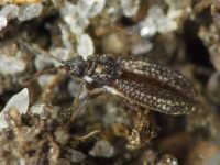 Campylosteira verna