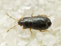 Plinthisus pusillus