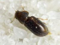 Orthocis lucasi