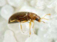 Melanophthalma
