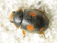 Platynaspis luteorubra