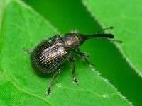 Schoenitemnus minutus