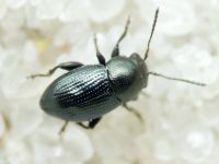 Chaetocnema compressa