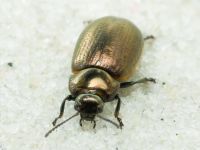 Chrysolina marginata