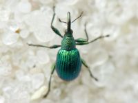 Pseudoprotapion astragali