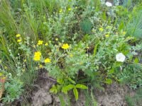 Potentilla