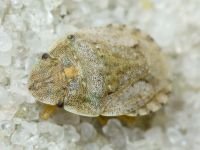 Sciocoris deltocephalus