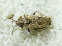 Nysius ericae