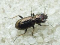 Notiophilus