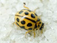 Tytthaspis sedecimpunctata