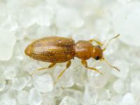 Corticarina truncatella