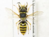 Hymenoptera