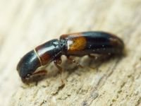 Nemozoma caucasicum