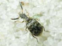 Bruchidius varius