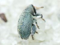 Pseudorchestes