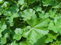 Malva pusilla