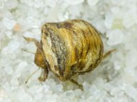 Vilpianus galii