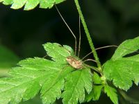 Opiliones