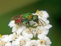 Hedychrum gerstaeckeri