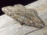 Peribatodes rhomboidaria