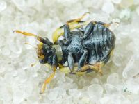 Coccinula quatuordecimpustulata