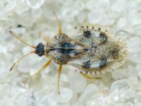 Dictyla humuli