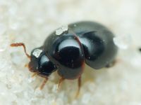 Leiodidae