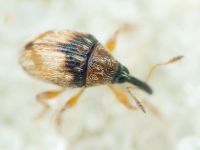 Nanophyes globiformis