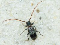 Cerambycidae