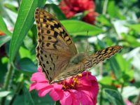 Argynnis pandora