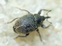 Rhinusa tetra