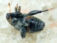 Pseudorchestes